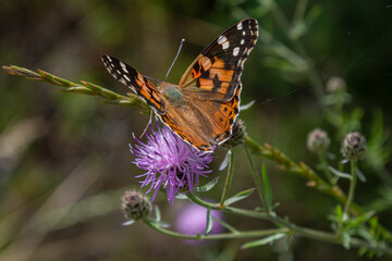 Colorful Painted Lady butterfly resting on a vibrant purple flower in a sunlit meadow during springtime showcasing its intricate wing patterns and colors