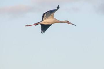 Heron flying over the pond