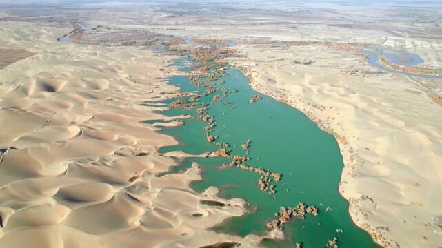 Drone view of lake in desert with Populus euphratica forest with yellow golden foliage on sunny autumn day in Xinjiang, China, aerial view of Huludao Populus euphratica forest, 4k real time footage.