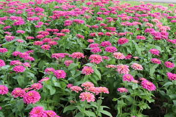 pink and white flowers