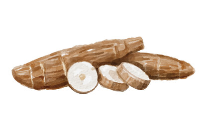 Watercolor cassava isolated on white background