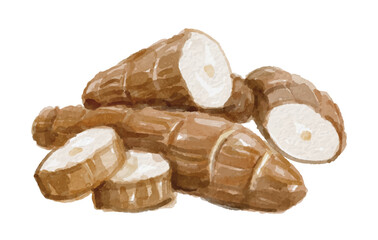 Hand painted watercolor cassava isolated