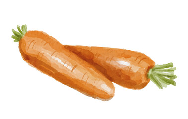 Hand painted watercolor carrot isolated