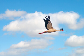 Heron flying over the pond