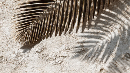 Subtle Palm Leaf Silhouette on Rustic Plaster Wall on Transparent Background

