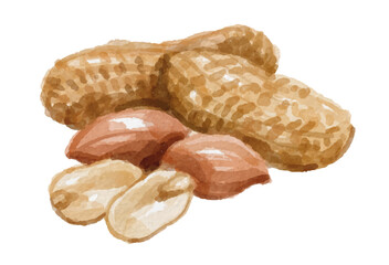 Hand painted watercolor peanuts isolated