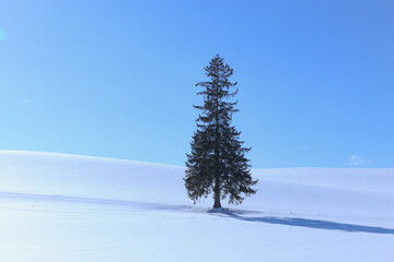 Bibaushi Biei Kamikawa District Hokkaido Japan - January 10, 2025 - A lonely winter tree in a snowy...