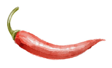 Hand painted watercolor red chili isolated