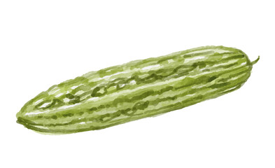 Hand painted watercolor bitter gourd isolated