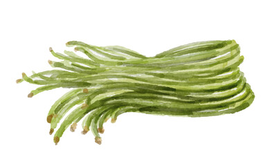 Watercolor long bean isolated on white background