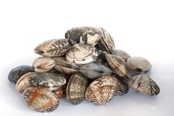 Clams on white background. Seafood.