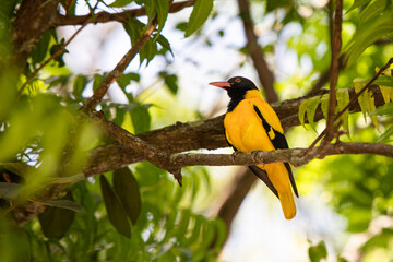 Black headed golden oriole, yellow bird