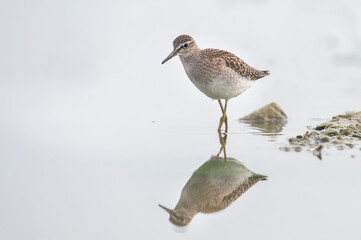 Wood sandpiper
