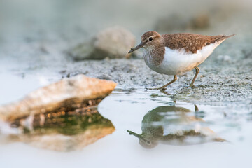 Sandpiper