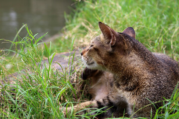 Close up of a brown cat
