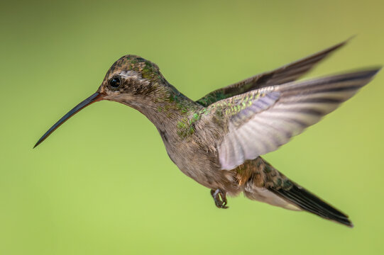 Female broad-billed hummingbird flying in her natural environmennt