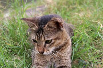 Close up of a brown cat