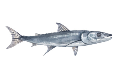 Hand painted watercolor barracuda isolated