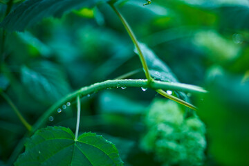 小さきもののための、優しい光