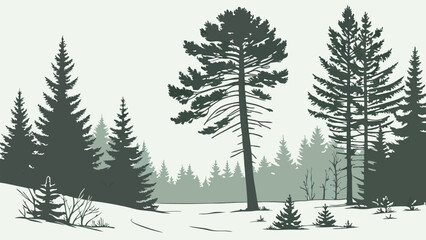 Expansive Boreal Forest with Tall Conifers and Mossy Undergrowth