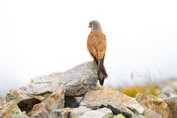 red tailed hawk