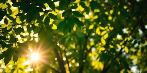 Obraz premium Golden sunlight dappled through lush green leaves, creating soft bokeh, green, ecology