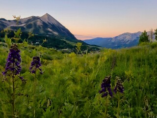 Wildflower, Mountain, Spring