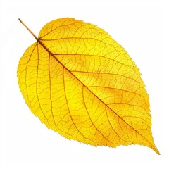 Obraz premium Yellow autumn leaf isolated on white background, displaying intricate venation and vibrant fall colors