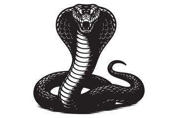 Fototapeta premium black and white cobra illustration with open hood, detailed snake design, serpent head, snake scales, vector drawing