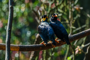 Close up of Common Hill Myna