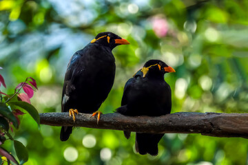 Close up of Common Hill Myna