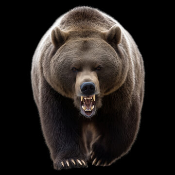 Intense close-up of a fierce grizzly bear baring sharp teeth in a threatening roar, isolated on black background. Generate by AI