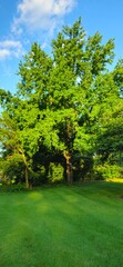 trees in the park
