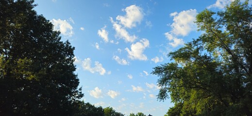 Obraz premium trees and sky