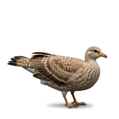 bird on a white background