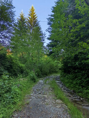 A dirt road in the middle of a wooded area with trees and bushes