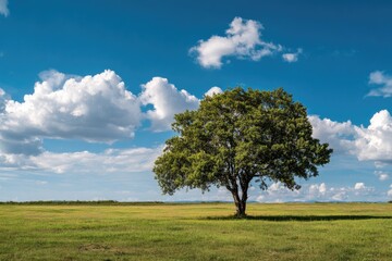 Fototapeta premium Solitary tree in a vast, sunny meadow under a partly cloudy sky