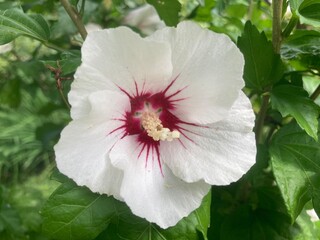 Einzelne Hibiskusblüte im Garten in der Natur in weiß mit lila