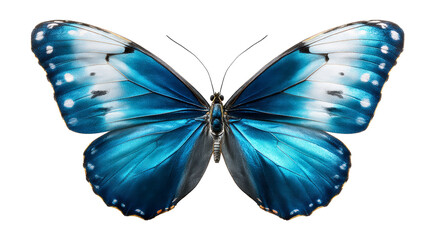 Obraz premium Vivid blue butterfly with transparent wings on white background