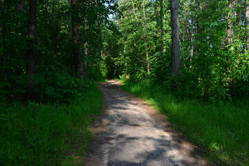 Obraz premium Dirt path winding through a lush, sunlit forest no people