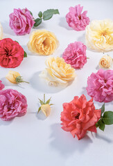 Assorted rose flowers with pink, yellow, and red petals arranged on a white background.