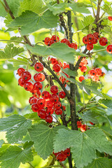 Close-up of ripe redcurrant berries on a branch with green leaf.