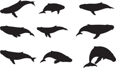 Obraz premium Right Whale Solid Vector Silhouette