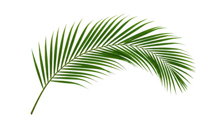 Obraz premium A single vibrant green palm frond gracefully curved on a transparent background isolated on transparent background