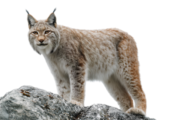  Lynx on the top of a hill, transparent background