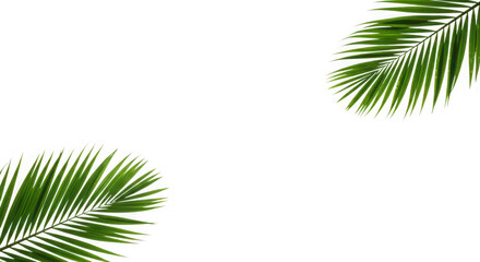Obraz premium Vibrant green palm fronds with detailed texture isolated on transparent background