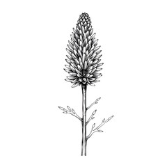 Branch of banksia flower. Sketch. Engraving style. Vector illustration.