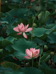 Summer Lotus Pond – Peaceful Nature Scene