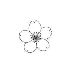 A delicate cherry blossom isolated on white background in full bloom