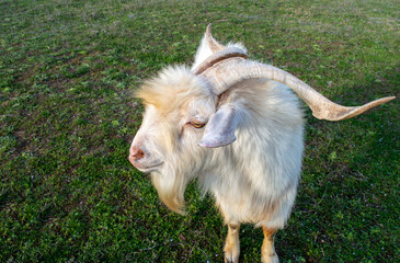 Dinstinguished kiko goat closeup